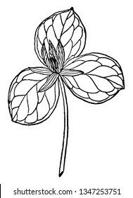 Toad shade is a perennial spring wild flower plant. Flower nestled in the middle of its three leaves, vintage line drawing or engraving illustration.