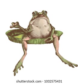 the toad sits on a big flat Lily pad, sketch vector graphics color picture