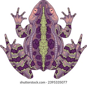 Toad top view, vector isolated animal
