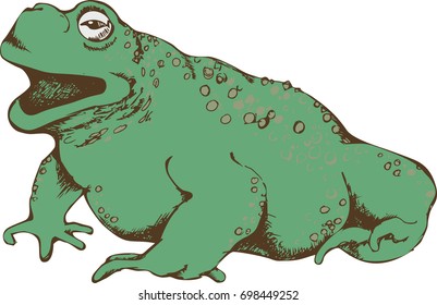 Toad. Vector illustration