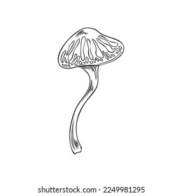 Toadstool dangerous inedible mushroom plant engraving hand drawn vector illustration isolated on white background. Poisonous toadstool fungus or amanita.