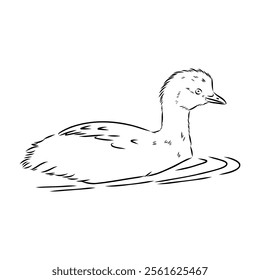 toadstool duck, vector sketch, Vector antique engraving drawing illustration duck