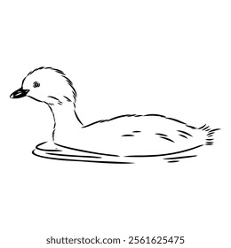 toadstool duck, vector sketch, Vector antique engraving drawing illustration duck