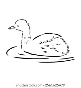 toadstool duck, vector sketch, Vector antique engraving drawing illustration duck