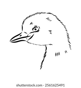 toadstool duck, vector sketch, Vector antique engraving drawing illustration duck