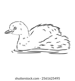 toadstool duck, vector sketch, Vector antique engraving drawing illustration duck