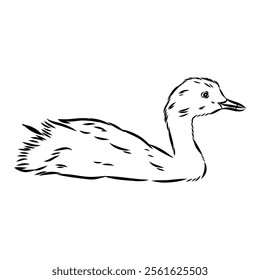 toadstool duck, vector sketch, Vector antique engraving drawing illustration duck