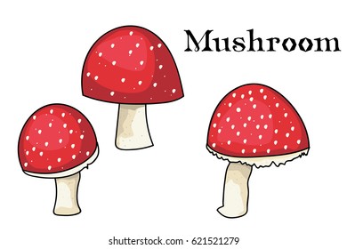 toadstool.  edible mushrooms. vector illustration. 