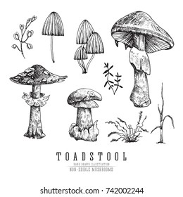 Toadstool and fly agaric, very dangerous non-edible poisonous forest mushrooms sketch vector illustration isolated.