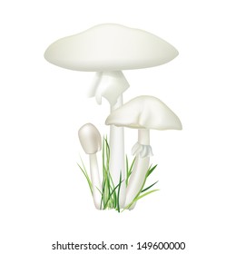 Toadstool isolated on white background. Death-cup mushroom vector illustration. Amanita phalloides.