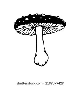 Toadstool mushroom botanical linear sketch.Vector graphic.