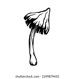 Toadstool mushroom botanical linear sketch.Vector graphic.