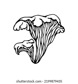 Toadstool mushroom botanical linear sketch.Vector graphic.