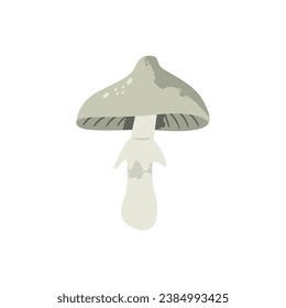 Toadstool mushroom. Poisonous fungus. Vector cartoon illustration with texture isolated on the white background.