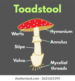 toadstool with parts labelled microbiology science illustration