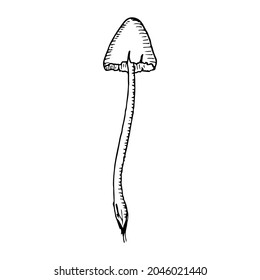 Toadstool. Vector illustration. Isolated on white. Hand-drawn style. 