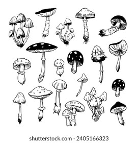 Toadstools, fly agarics, poisonous mushrooms, set of vector illustrations. Sketch style, doodle, transparent background
