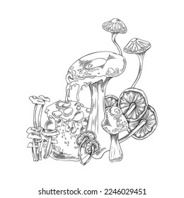 Toadstools and mushrooms fantasy plants hatching or engraving vector illustration isolated on white background. Toxic poison mushrooms and fungal plants.