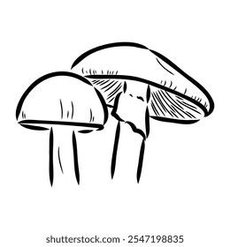 Toadstools, , vector illustrations. Sketch style, toadstool mushroom, vector