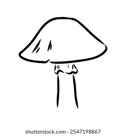 Toadstools, , vector illustrations. Sketch style, toadstool mushroom, vector