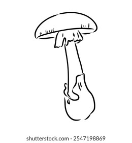 Toadstools, , vector illustrations. Sketch style, toadstool mushroom, vector