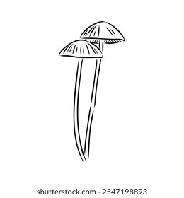 Toadstools, , vector illustrations. Sketch style, toadstool mushroom, vector