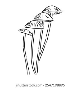 Toadstools, , vector illustrations. Sketch style, toadstool mushroom, vector