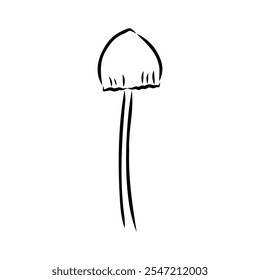 Toadstools, , vector illustrations. Sketch style, toadstool mushroom, vector