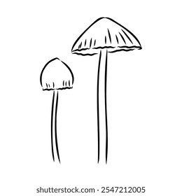 Toadstools, , vector illustrations. Sketch style, toadstool mushroom, vector