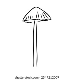 Toadstools, , vector illustrations. Sketch style, toadstool mushroom, vector