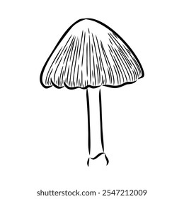 Toadstools, , vector illustrations. Sketch style, toadstool mushroom, vector