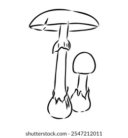 Toadstools, , vector illustrations. Sketch style, toadstool mushroom, vector