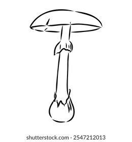 Toadstools, , vector illustrations. Sketch style, toadstool mushroom, vector