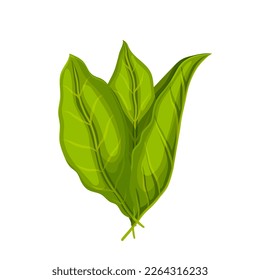 tobacco leaf cartoon. nicotine cigar, plant nature, cigarette smoke, agriculture industry, old dry tobacco leaf vector illustration