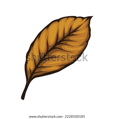 tobacco leaf isolated on white