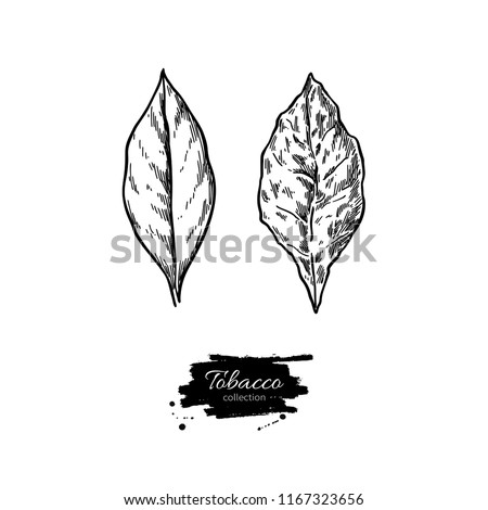 Tobacco leaf vector drawing. Fresh and dried. Botanical hand drawn illustration. Plant sketch. Engraved isolated objects. Great for shop label, emblem, sign, packaging