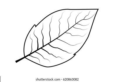 Tobacco Leaf Vector Illustration