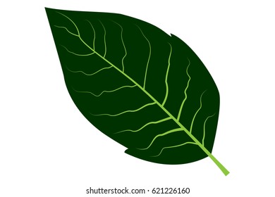 tobacco leaf vector illustration