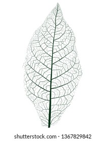 tobacco leaf with veins