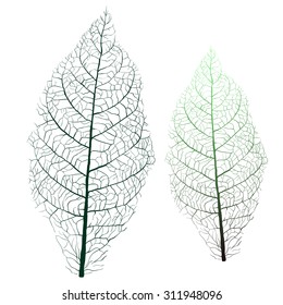 tobacco leaf with veins