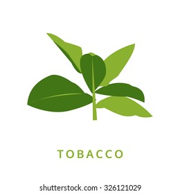 Tobacco Leaves, Green Plant Vector Illustration, Isolated