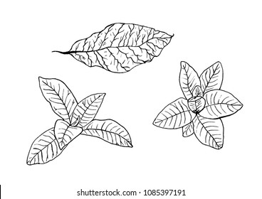 Tobacco leaves, set. Hand-drawn.