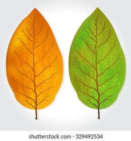 tobacco leaves vector illustration