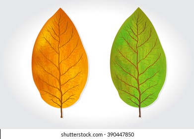 Tobacco leaves vector illustration