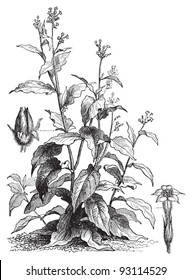 Tobacco (Nicotiana tabacum) / vintage illustration from Meyers Konversations-Lexikon 1897