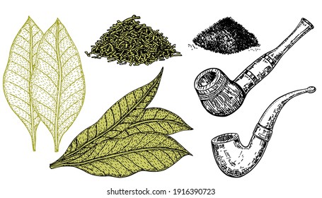 Tobacco pipe and tobacco leaves, set of vector illustrations for label design. Set sketch: pipe and leaves, chopped tobacco for smoking. Tobacco bushes with leaves, smoking pipes, agricultural plant