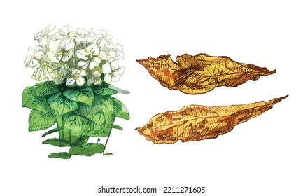 Tobacco plant with flower. Whole dry leaves. Vintage hatching color illustration. Isolated on white background. Hand drawn ink design
