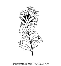 Tobacco Plant, Flowers. Vector Stock Illustration Eps10. Isolate On A White Background, Outline. Hand Drawing.