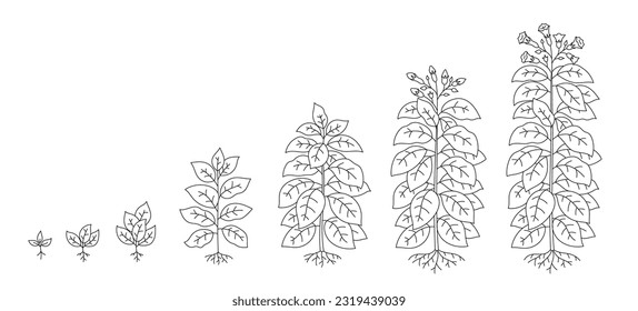 Tobacco plant growing cycle. Growing stages. Harvest progression. Editable outline stroke. Vector line.