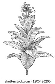 Tobacco Plant Illustration, Drawing, Engraving, Ink, Line Art, Vector